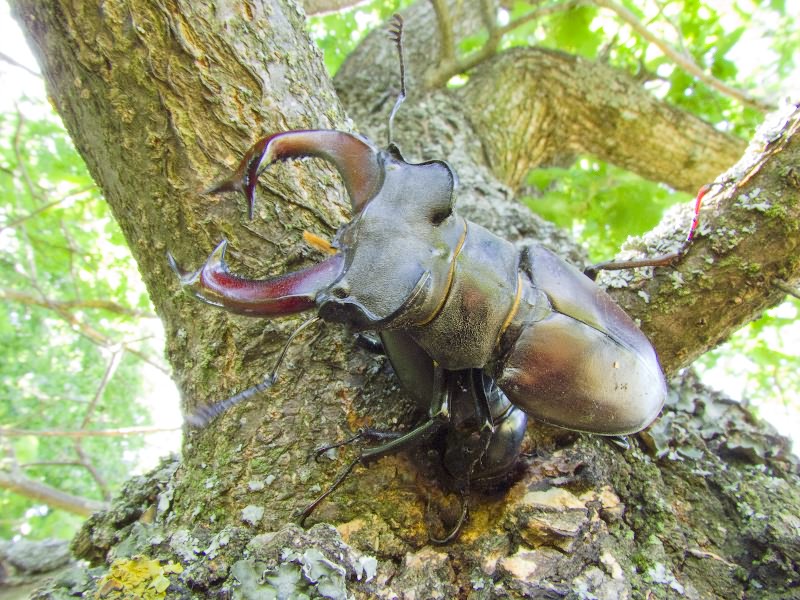 Lucanus cervus (Linnaeus, 1758)